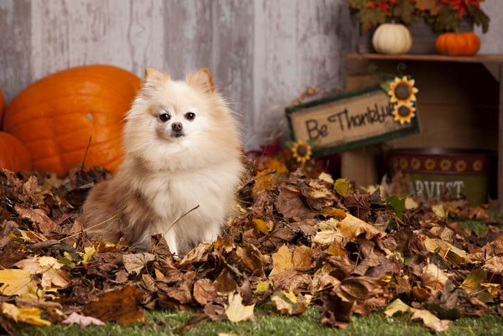 Pomeranian in the Leaves Pomeranian in the Leaves