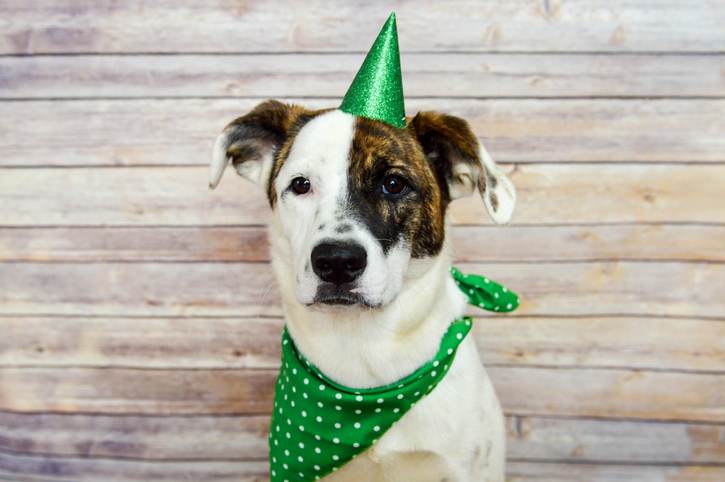 St. Patrick’s Day Puppy St. Patrick's Day Puppy